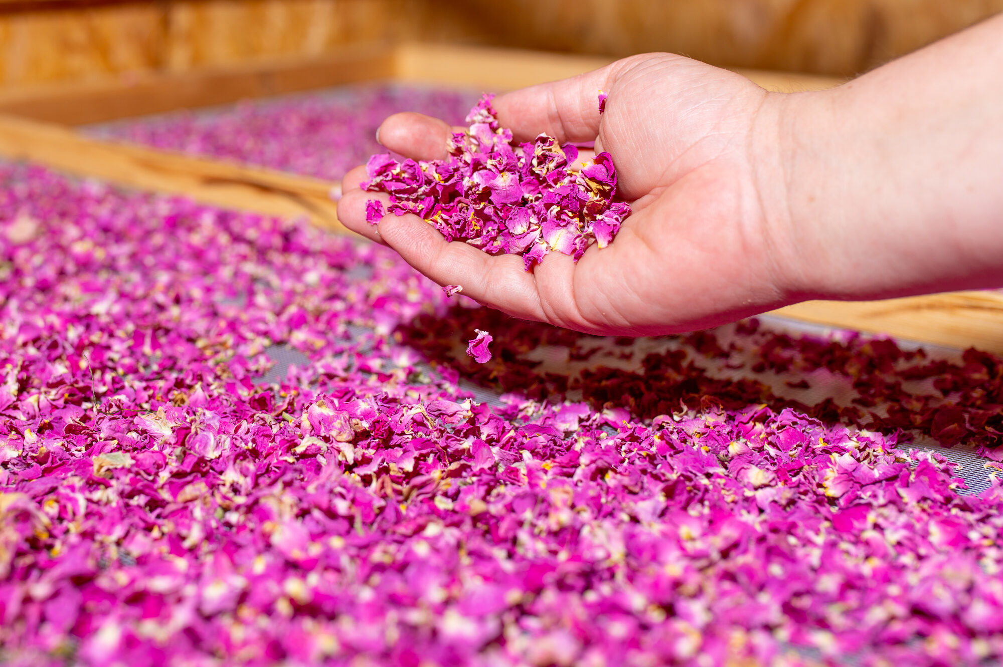 Getrocknete Rosenblüten